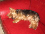 Yorkshire-Terrier - Yorkshire Terrier
