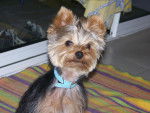 Elvis - Yorkshire Terrier Mâle (1 an)