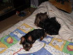 Enzo et Vycksie - Yorkshire Terrier