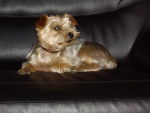 UKY - Yorkshire Terrier Mâle (7 ans)