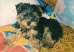 Yorkshire Terrier Lucky - Yorkshire Terrier