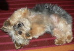 Yorkshire Terrier - Yorkshire Terrier