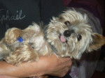 Yorkshire Terrier - Yorkshire Terrier