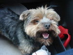 Ricky - Yorkshire Terrier Mâle (7 mois)