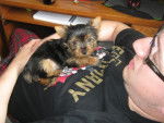 Yorkshire Terrier / Kira - Yorkshire Terrier