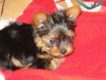 Poutchy - Yorkshire Terrier Mâle (3 ans)