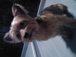 randy - Yorkshire Terrier Mâle (8 mois)