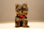 Memo - Yorkshire Terrier