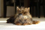 Memo - Yorkshire Terrier