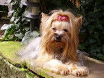 Bragance de Villardières - Yorkshire Terrier