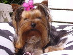 DJOY de Villardières - Yorkshire Terrier