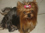 Perle 7 ans - Yorkshire Terrier (7 ans)