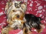 Diamond Baby Boy de Villardières  - Yorkshire Terrier