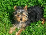 Cléa - Yorkshire Terrier