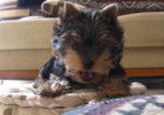 FOXI de Villardières 4 mois - Yorkshire Terrier (4 mois)
