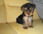 Benjy chiot Yorkshire Terrier - Yorkshire Terrier
