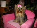 DALEZANE CKELLY de VILLARDIERES - Yorkshire Terrier