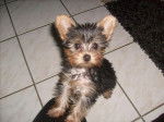 Frosty, Yorkshire terrier 3 mois - Yorkshire Terrier (3 mois)