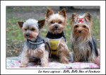 Fantasia 18 mois,Belle star 5ans,Belle puce 5 ans - Yorkshire Terrier (1 an et demi)