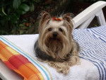 Un petit Yorkshire assis sur une chaise longue
