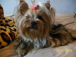 Angel - Yorkshire Terrier Femelle (2 ans)