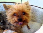 Calipso - Yorkshire Terrier Mâle (3 mois)