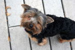 Le Yorkshire terrier - Yorkshire Terrier