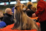 Photo Yorkshire Terrier