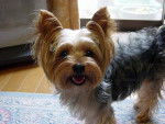 Photo Yorkshire Terrier