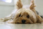 Photo Yorkshire Terrier