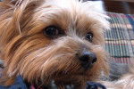 Photo Yorkshire Terrier
