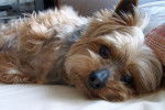 Photo Yorkshire Terrier