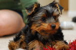 Photo Yorkshire Terrier