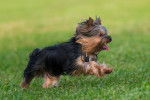 Photo Yorkshire Terrier