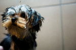 Photo Yorkshire Terrier