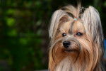 Photo Yorkshire Terrier