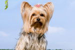 Un Yorkshire Terrier qui se tient assis devant l'objectif
