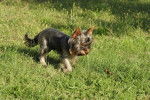 Photo Yorkshire Terrier