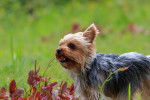 Photo Yorkshire Terrier