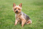 Photo Yorkshire Terrier