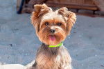 Photo Yorkshire Terrier