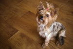 Photo Yorkshire Terrier