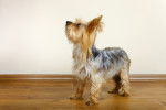 Photo Yorkshire Terrier
