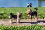 Photo Yorkshire Terrier