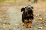 Photo Yorkshire Terrier