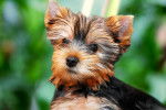 Un jeune Yorkshire Terrier