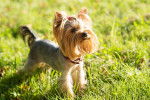 Photo Yorkshire Terrier