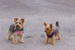 Photo Yorkshire Terrier