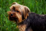 Un Yorkshire Terrier se promène dans l'herbe