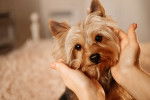 Un Yorkshire Terrier se fait caresser par sa propriéaire